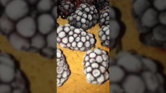 #ежевика #ежевика_садовая #ежевика_уход ЕЖЕВИКА - ЕЖЕМАЛИНА ТАЙБЕРРИ