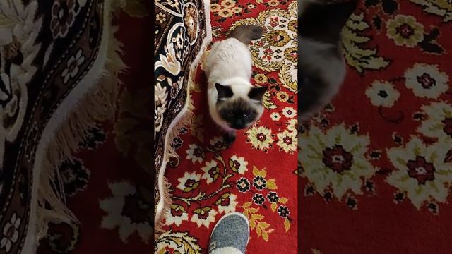 Самочувствие кота через 1час после кастрации! смотреть онлайн