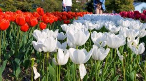 Парад тюльпанов - самое яркое событие Крыма! Ялта 2024 - Крым.