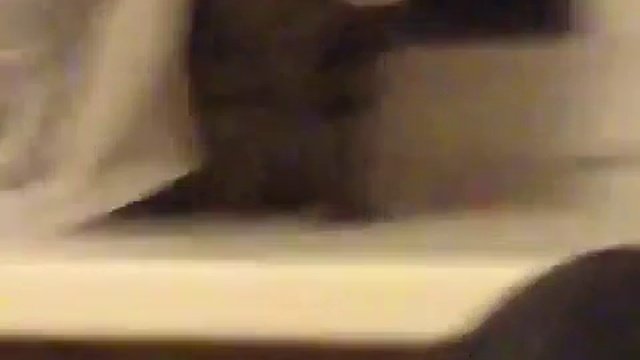 Смешные коты-прикол коты