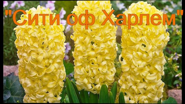 Гиацинты