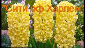 Гиацинты
