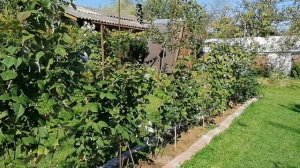 Ремонтантная малина - как с ней подружиться? 2023