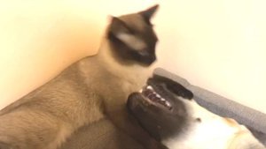 ЖЕСТЬ!!! СИАМСКИЙ КОТ МУЧАЕТ СОБАКУ!!!! КУСАЕТ!!! НАПАДАЕТ!!!