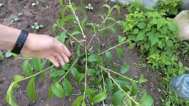 Летняя обрезка и формировка персика.