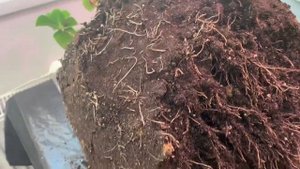 ремонтантная гортензия крупнолистная Magical Amethyst blue ! Перевалка большого куста! 12.12.2020