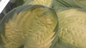 #hosta #GoldStandart #дача #хоста  / Хоста Голд Стандарт(лат.hosta Gold Standart ). Секреты роста