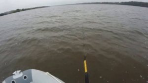 Ловля сома на квок р. Волга Валерий Шогин