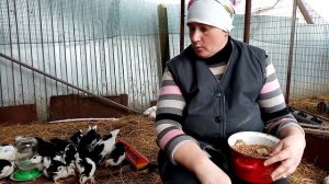 Когда можно переселять цыплят в курятник. Бройлер 2кг180гр за месяц - чем кормить.