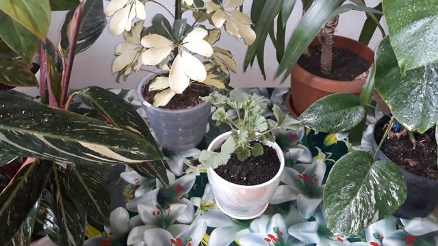 Комнатные растения/немного о Леруа Мерлен !!! смотреть онлайн