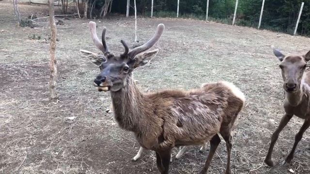 Парк антилоп "Сафари Ранч" смотреть онлайн