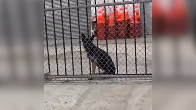 Собаку со сломанной лапой бросили без еды и воды на старой парковке смотреть онлайн