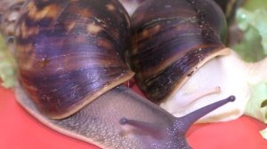 Как ползёт улитка видео. Живая улитка.