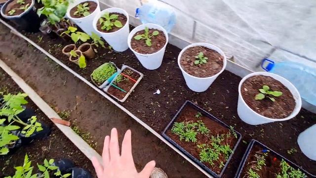 ПЕТУНИЯ после ВЫСАДКИ В КАШПО | рассада ТОМАТОВ БАРХАТЦЕВ КАБАЧКОВ смотреть онлайн