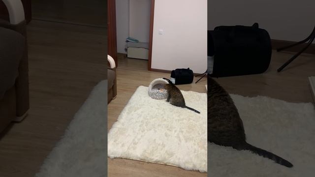 Кидается тапком в хозяйку и ждет Диву