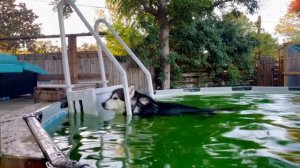 He Peed In The Pool and Turned it Green! #alaskanmalamute #siberianhusky