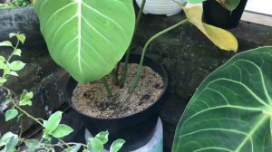 TANAMAN HIAS - alocasia, philodendron, monstera, anthurium, tillandsia dll