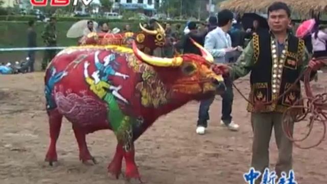 Фестиваль разрисованных буйволов в Китае. смотреть онлайн