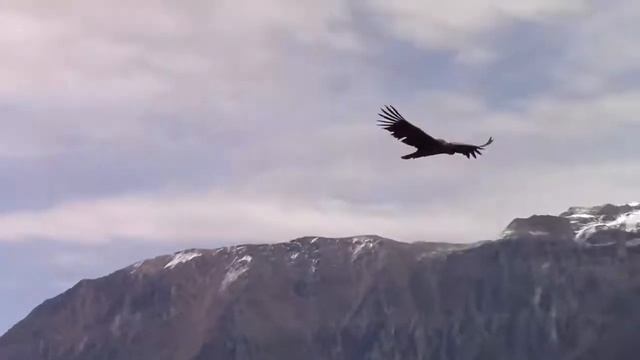 «Полёт Кондора»