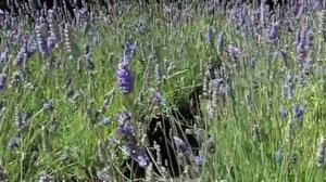 Lavandula x intermedia 'Grosso' - 'Grosso' Lavandin, Hedge Lavender