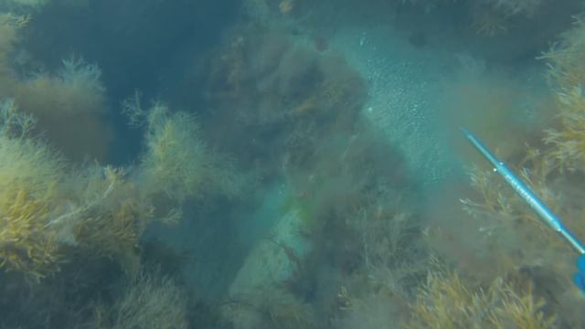 МАСТЕРА ЗАСАДЫ.  ПОДВОДНАЯ ОХОТА В ЧЕРНОМ МОРЕ.