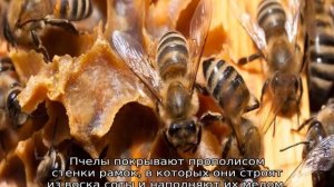 Что такое прополис пчелиный