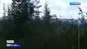 В Якутии нашествие комаров