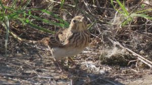 Жаворонок полевой_#3, часть 1, Крылатское, 17 сентября 2024