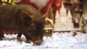 Видеопоздравление от деда мороза для Юли