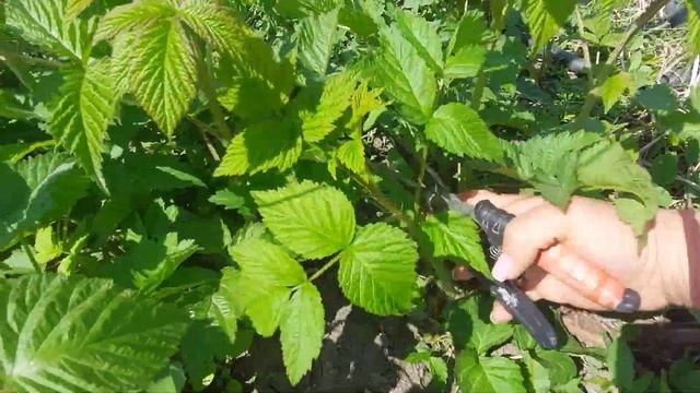 Весеннее прореживание ремонтантной малины