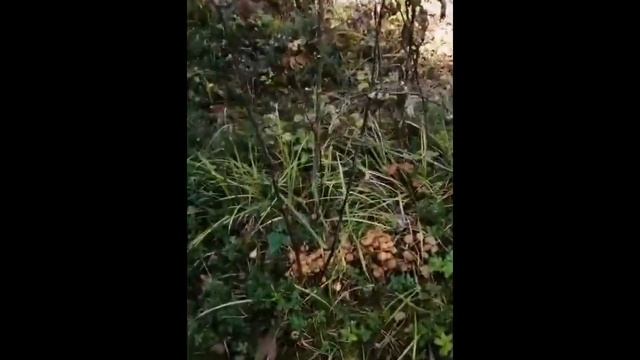 Осенние опята смотреть онлайн