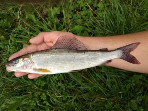 Лов крупного хариуса