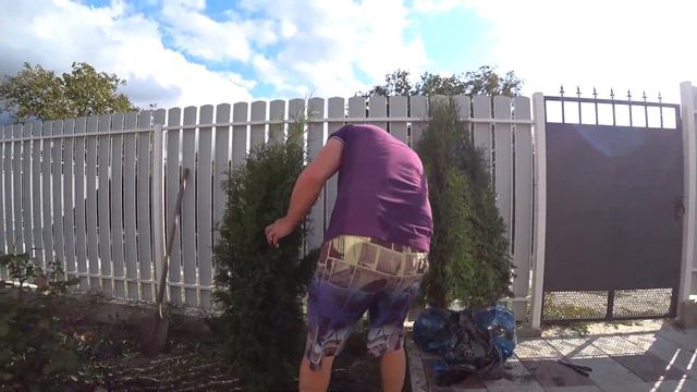 КУПИЛИ ТУИ ПО ВЫГОДНОЙ ЦЕНЕ. #Фадеево #Анапа #Гостагаевска смотреть онлайн