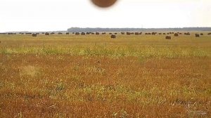 Shotkam выстрелы. От перепела до косули. Подствольная камера для охоты