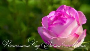 Роза Honore de Balzac. Обзор сорта. Питомник Сад Вашей Мечты