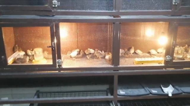 Как и где содержать перепелов в домашних условиях - клетки, помещение сделай сам