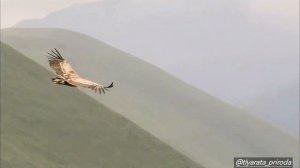 Горный Орёл 🦅 Дагестан 🌄 Тляратинский район🏞