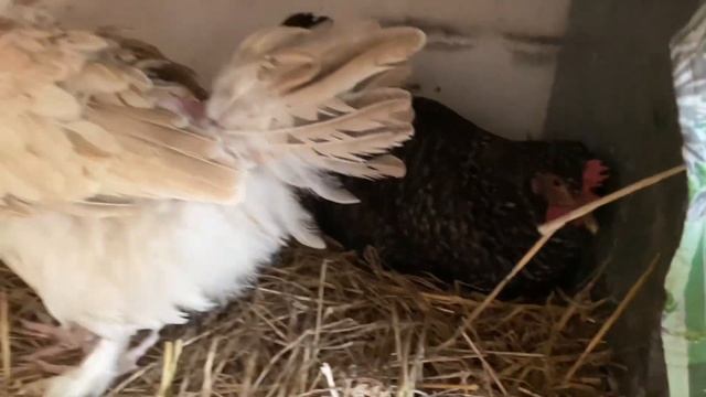 Необычные КУРЫ которые несут ЯЙЦО КРУГЛЫЙ ГОД Пропали яйца из гнезда