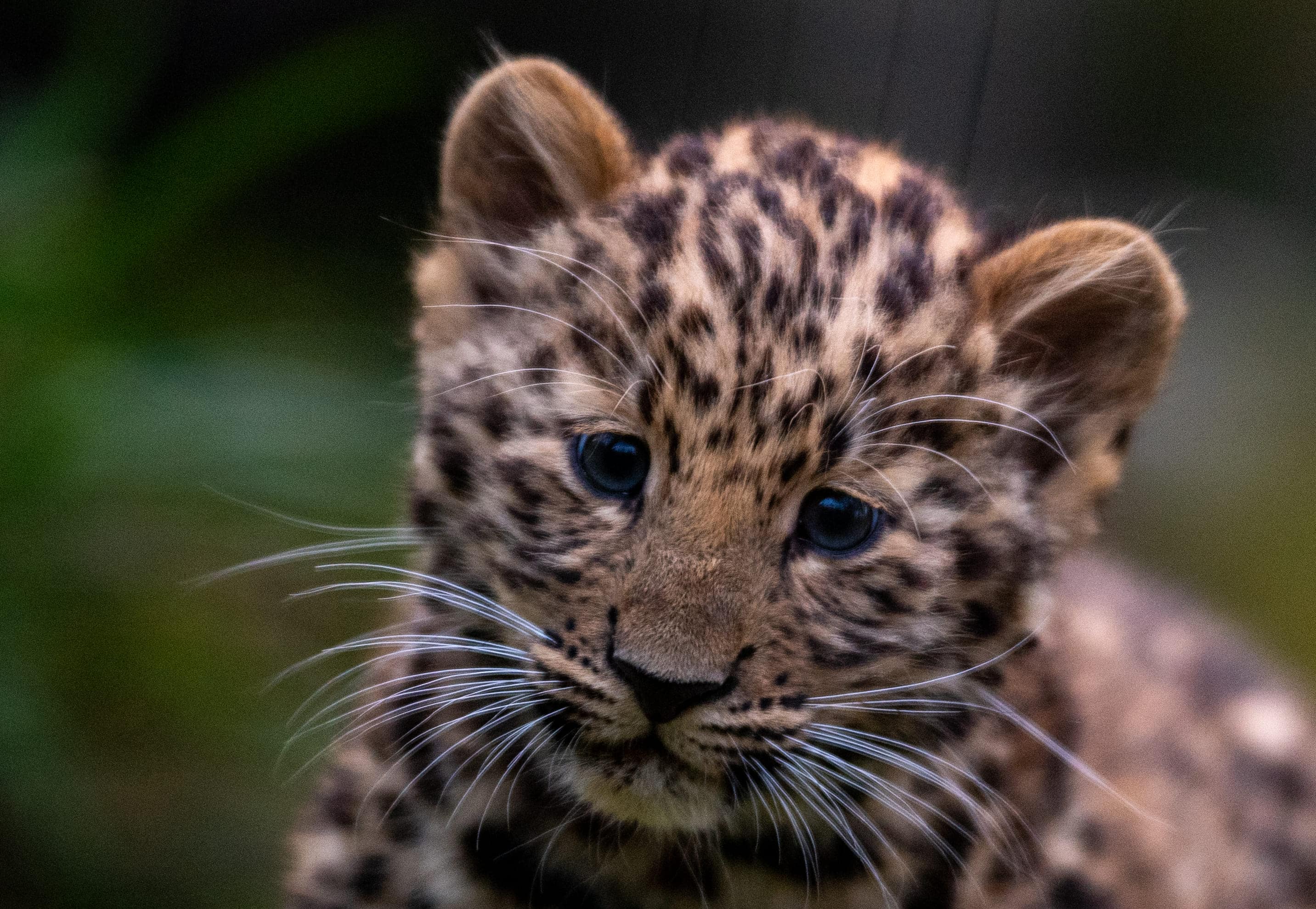 В Приморье спасли детеныша дальневосточного леопарда