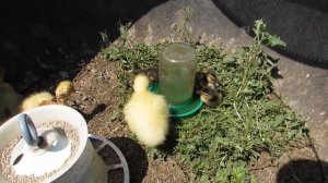 Дикие утята с гусятами.