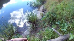 Рыбалка на голавля в августе. Уловистые Кренки.