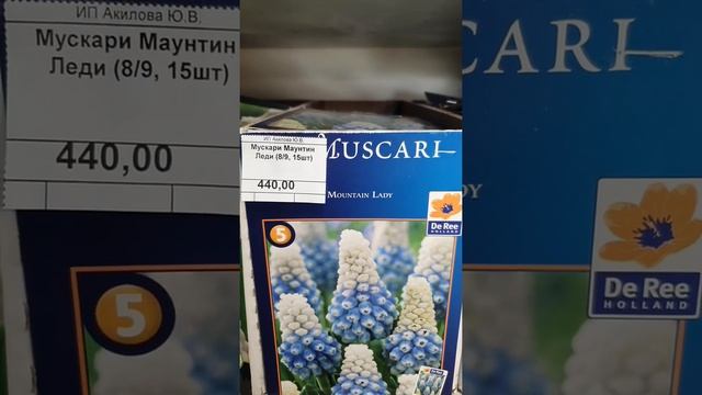 МУСКАРИ #луковичные #мускари #купитьлуковичные