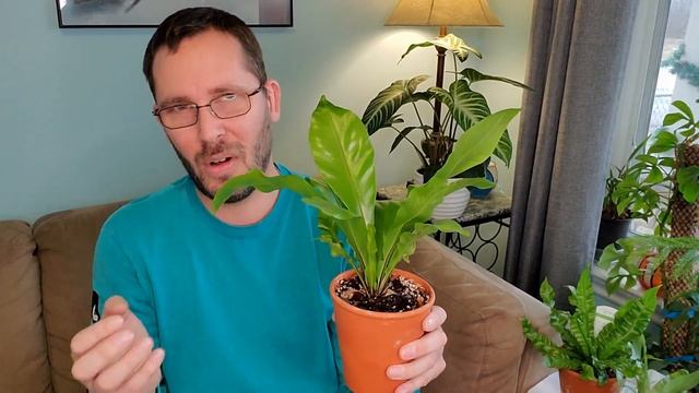 Birds Nest Fern Care Asplenium nidus смотреть онлайн