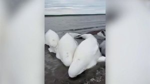 На Камчатке из западни спасли стаю белух с детенышем