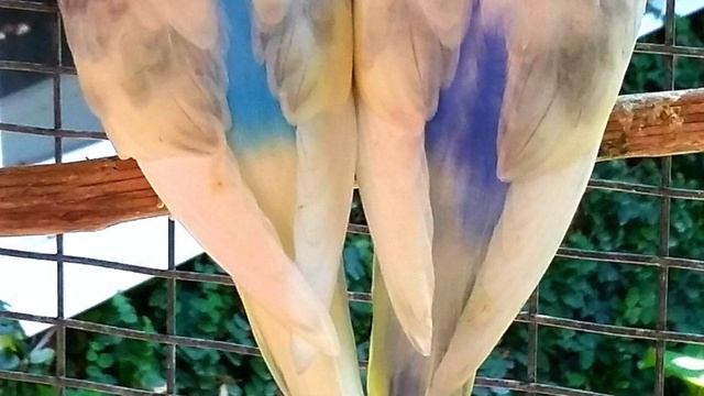 Окрасы волнистых попугаев, ЧАСТЬ 2 смотреть онлайн