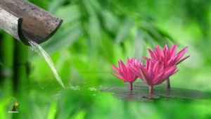 Музыка Релакс со Звуками Воды. Музыка для Сна. Музыка для Медитации. Расслабляющая Музыка, Spa Musi