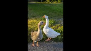 ПЕСЕНКА жили у бабуси ДВА ВЕСЕЛЫХ ГУСЯ