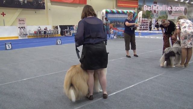 Международная выставка собак «Смоленские просторы» 2021 смотреть онлайн