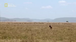 Cheetah - Against All Odds. Гепарды - Наперекор всему.