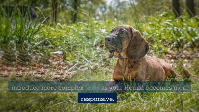 Discovering the Hanoverian Scent Hound: History Traits and Training